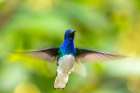 Caribbean-Trinidad-Asa Wright Nature Center Male white-necked jacobin hummingbird hovering Art Print